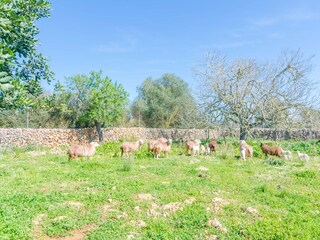 Villa Ariany Buitenaudio-opname 25