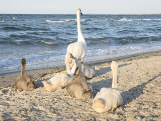 Appartement Teßmannsdorf  40