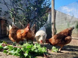 Vakantieappartement Völs am Schlern Buitenaudio-opname 17