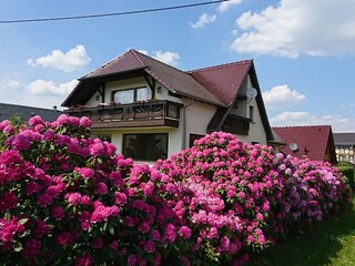 Rhododendronblüte vor dem Haus