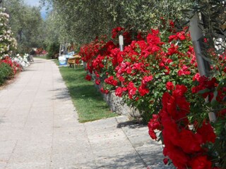 Appartement Brenzone sul Garda Omgeving 26