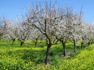 Casa per le vacanze Pollensa Ambiente 41