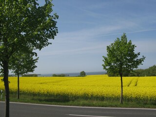 Rapsfeld mit Blick auf das Salzhaff