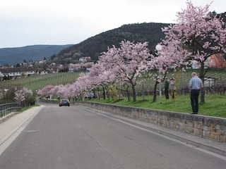 Mandelblüte in Gimmeldingen