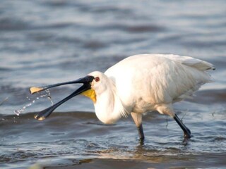 Apartment 't Zand Umgebung 28