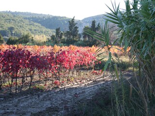 Casa per le vacanze Gruissan Ambiente 17