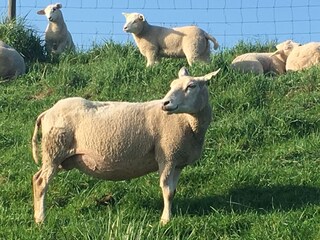 Casa per le vacanze Bruinisse Ambiente 20