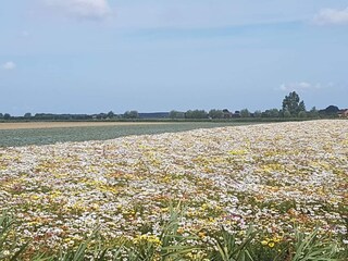 Casa per le vacanze Bruinisse Documento 30