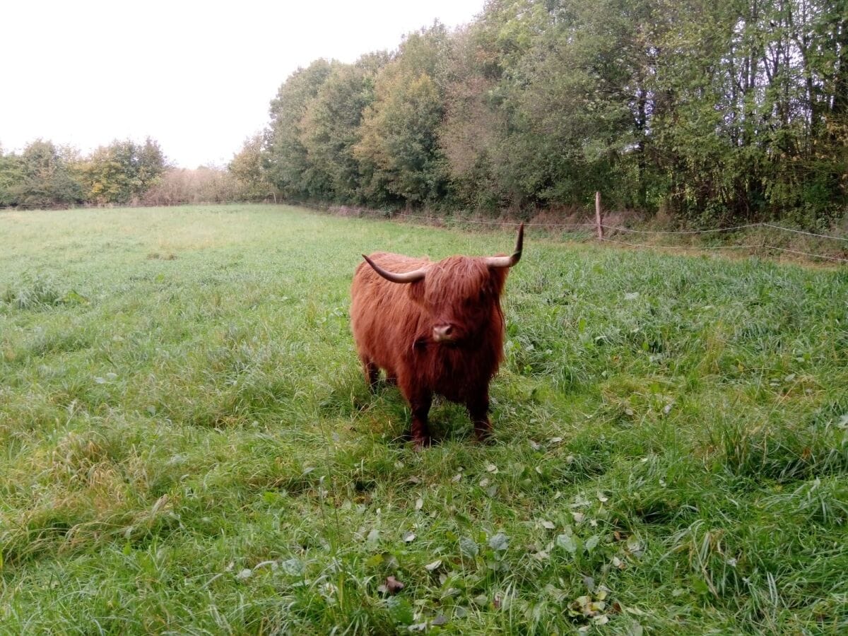 Mona, eines von zwei Hochlandrindern.