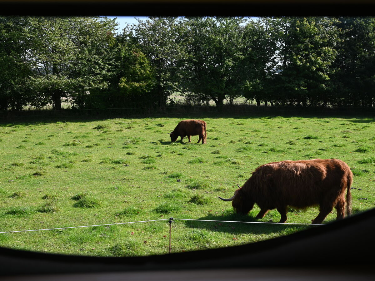 Blick ins Grüne aus dem Panorama- Fenster der Sauna.