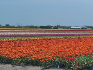 Tulpenfelder im Frühjahr