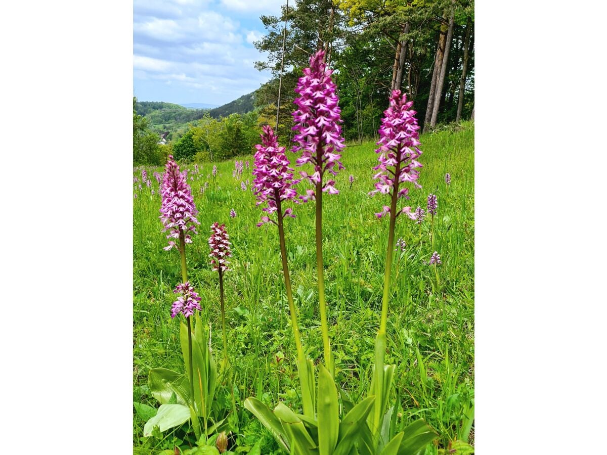 Orchideenblüte im Werratal