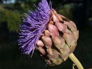 Vakantiehuisje Les Eyzies-de-Tayac-Sireuil Buitenaudio-opname 7