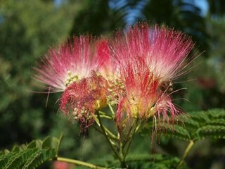 Cottage Les Eyzies-de-Tayac-Sireuil Außenaufnahme 11