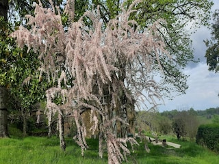 Vakantiehuisje Les Eyzies-de-Tayac-Sireuil Buitenaudio-opname 6