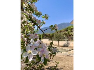 Apfelblüte