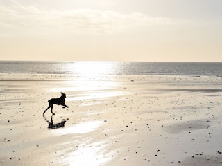 Hund freundlich Strande