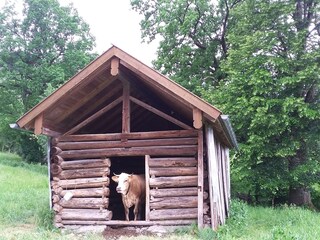 glückliche Kühe mit Hörner