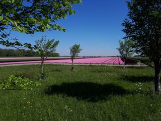 In der Nähe der Blumenzwiebelfelder