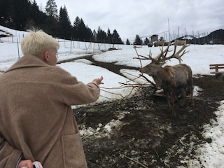 Wildpark Obermaiselstein