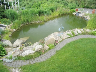 The pond in our garden