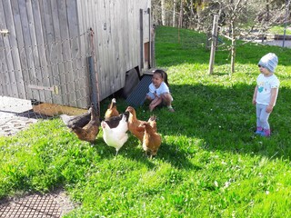 unsere hauseigenen Hühner