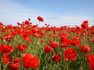 Apartment Damshagen Außenaufnahme 5