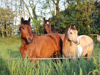 Vakantieappartement Grimersum Buitenaudio-opname 11