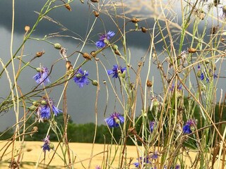 Appartement de vacances Grimersum Environnement 21