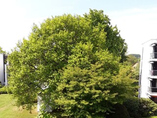 Blick ins Grüne vom Westbalkon