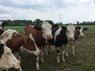 Vakantiehuis Uden Omgeving 34