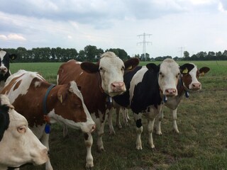 Ferienhaus Uden Umgebung 33