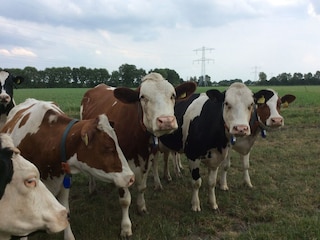 Vakantiehuis Uden Omgeving 33