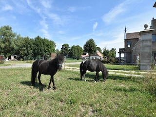 Ferienhaus Kröpelin Außenaufnahme 4