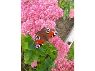 Bungalow Bad Schandau Außenaufnahme 2