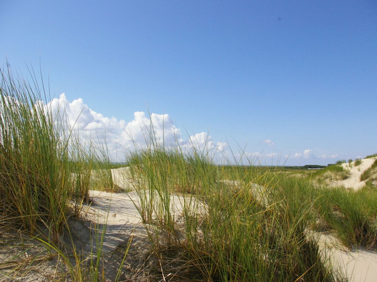 Dünenlandschaft