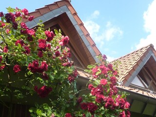 Dohrn's rote Rosen