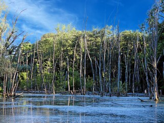 Petite Camargue nature reserve in Alsace