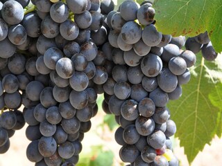 Vakantiehuis Sorède Omgeving 32