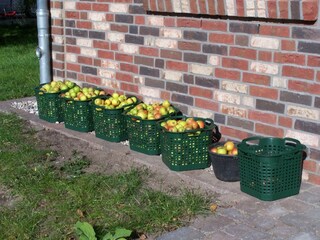 im September sind die Äpfel reif
