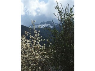 View from the garden