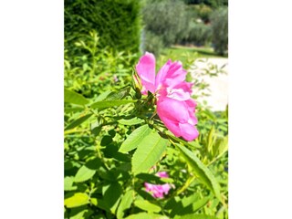 Appartamento per vacanze Malcesine Registrazione all'aperto 18