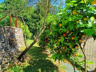 Vakantiehuis Pietrasanta Buitenaudio-opname 27