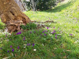 Maison de vacances Pietrasanta Équipement 32
