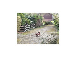 Vakantiehuis Schoorldam Buitenaudio-opname 1