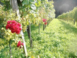 Casa per le vacanze Leibnitz Caratteristiche 37