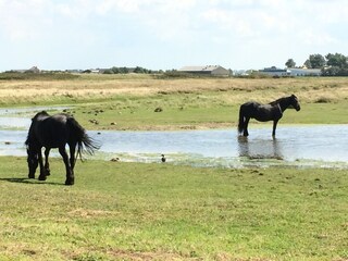 Appartamento per vacanze Callantsoog Ambiente 28