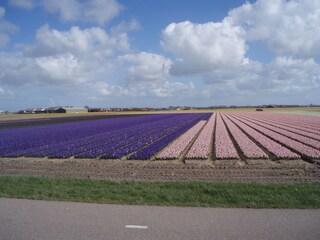 Vakantieappartement Callantsoog Omgeving 27