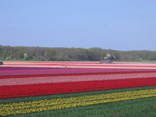 Vakantiehuis Zandvoort Omgeving 31