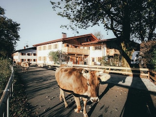 Ferienwohnung Schwangau Umgebung 27